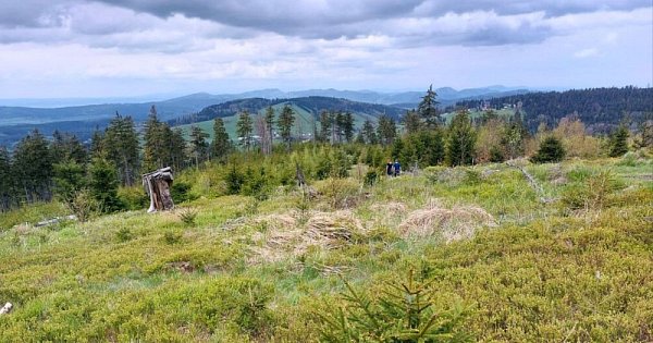 Hřebenovka Góry Sowie - Góry Bardzkie (PL)