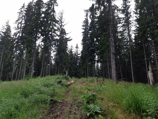 Magurka