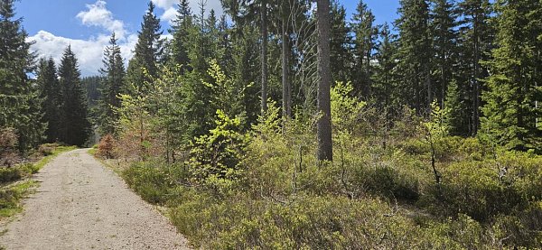 Loki