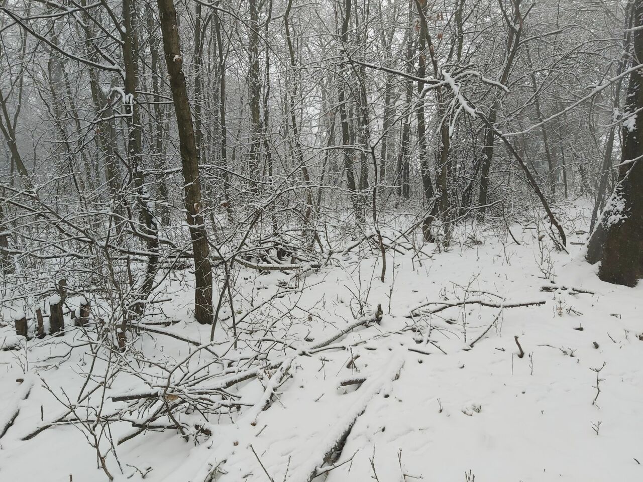 Kuní hora